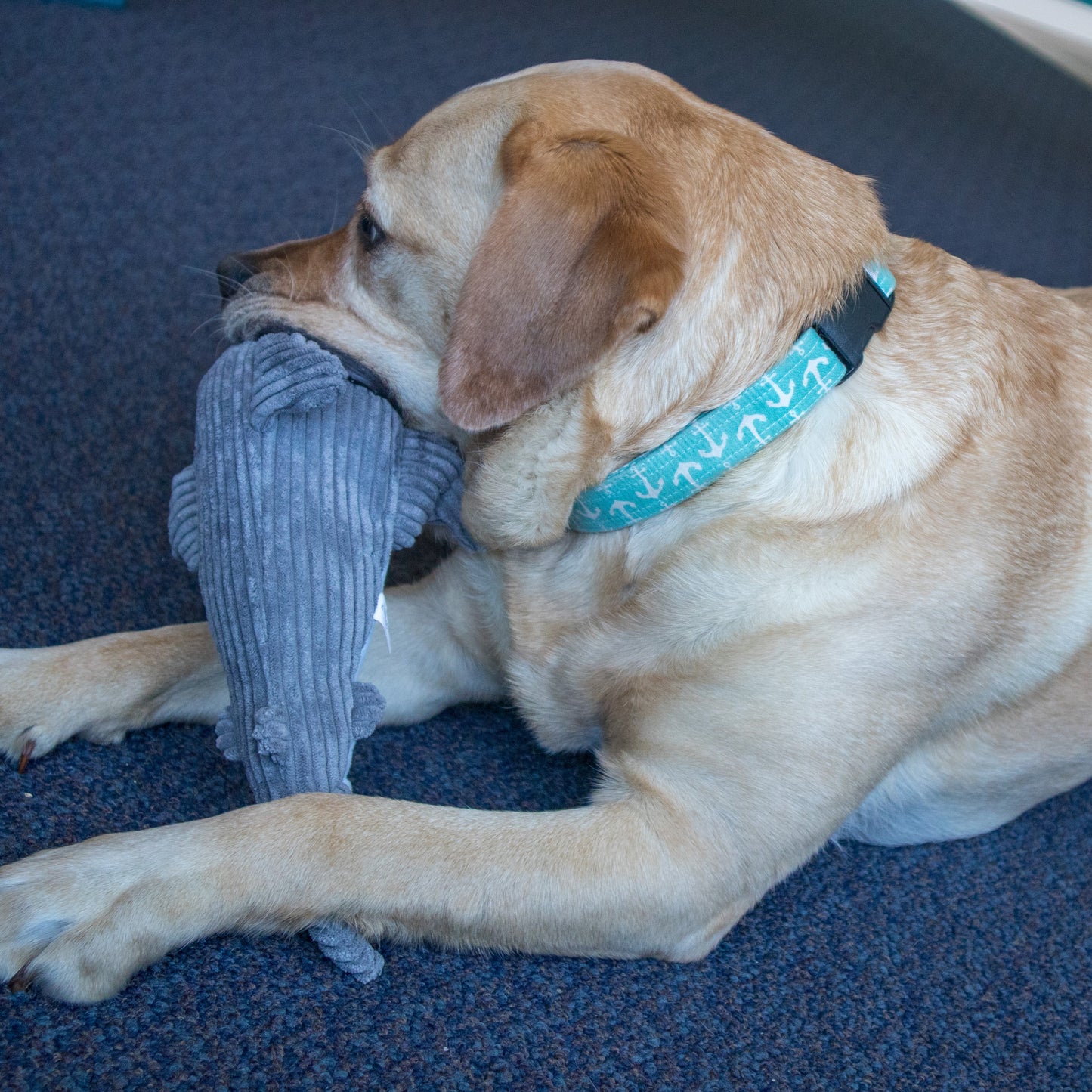 Tall Tails Crunch Plush Shark Dog Toy