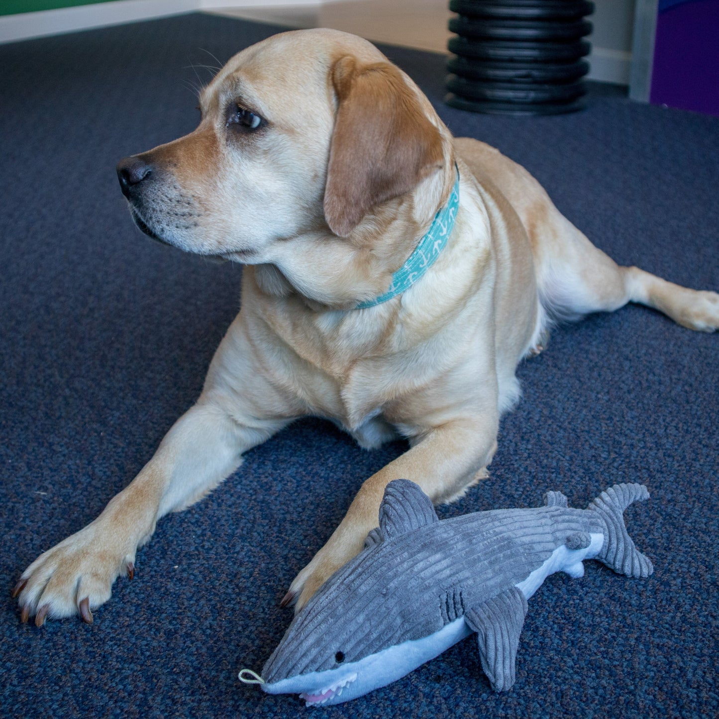 Tall Tails Crunch Plush Shark Dog Toy